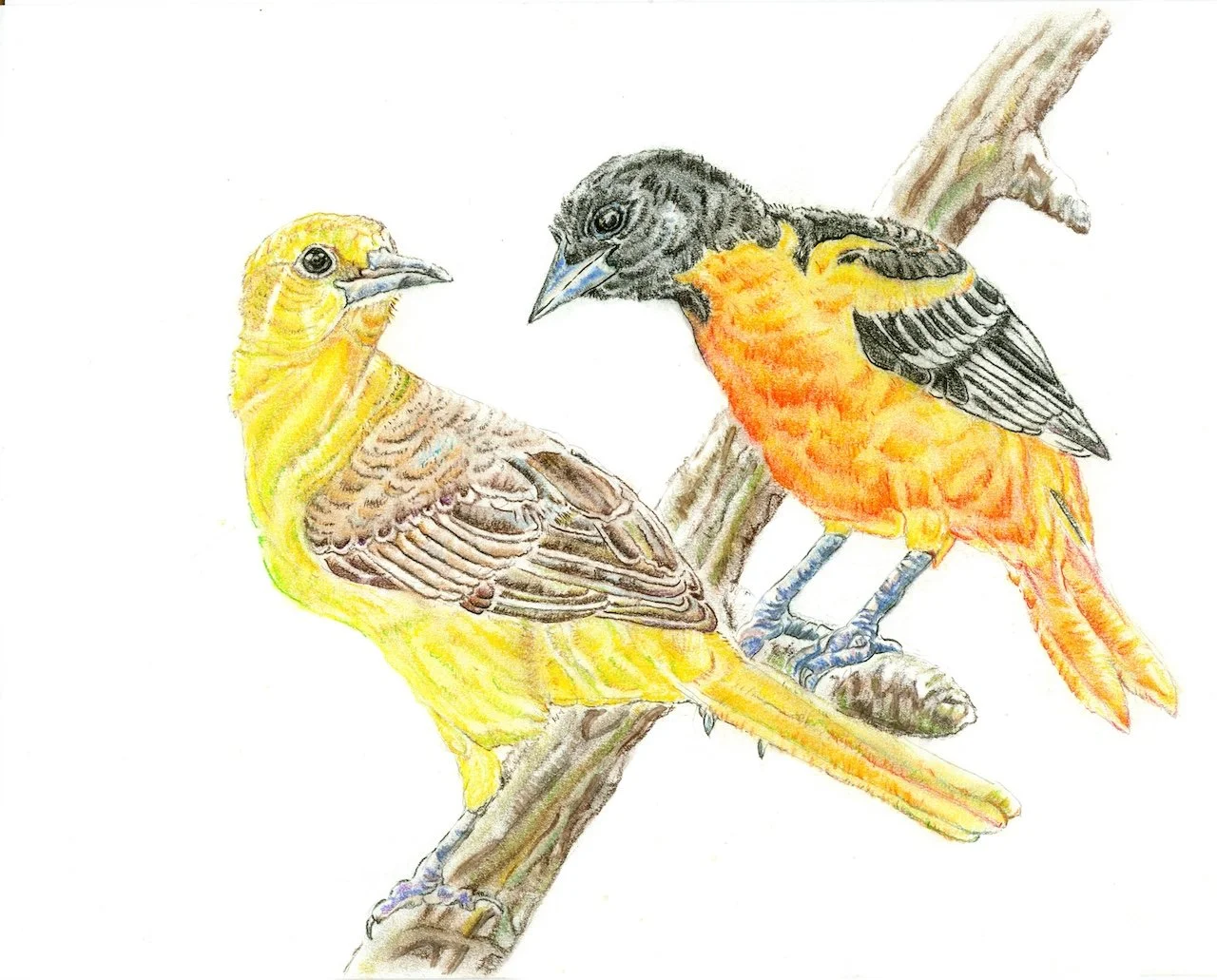 Oriole Pair JUNE.jpg