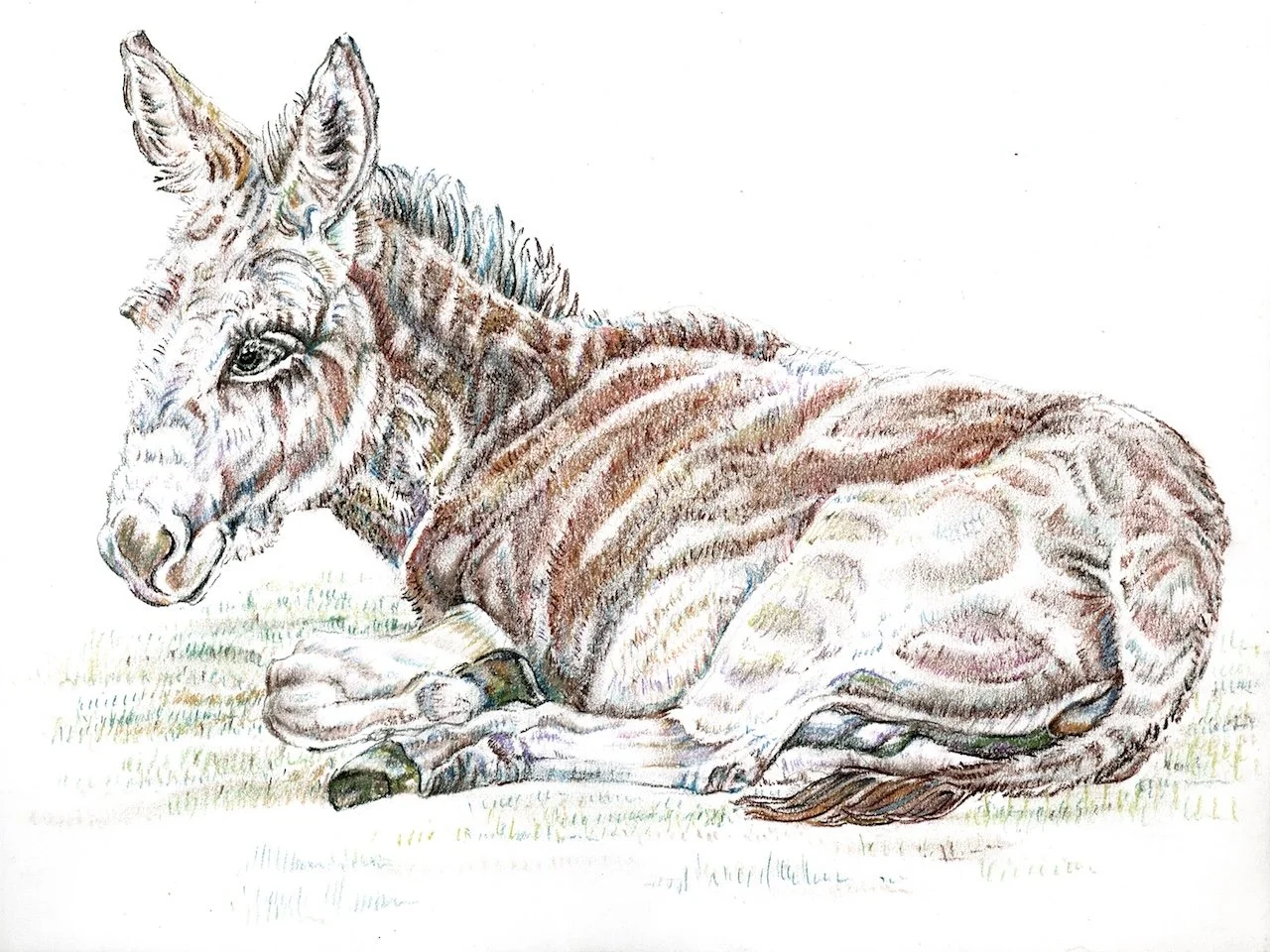Resting Mule MAY.jpg