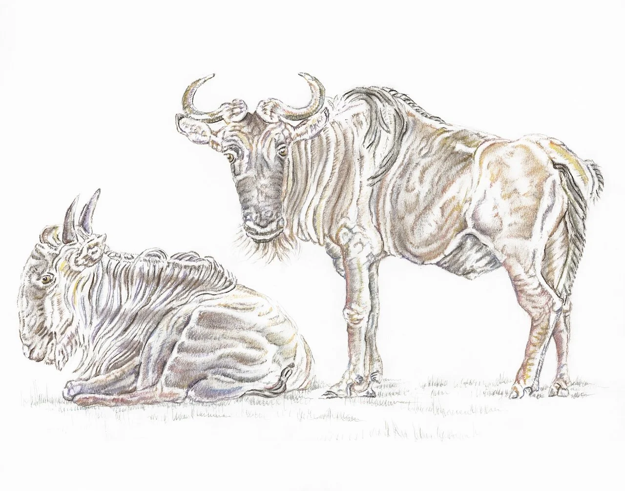 Wildebeest JULY.jpg