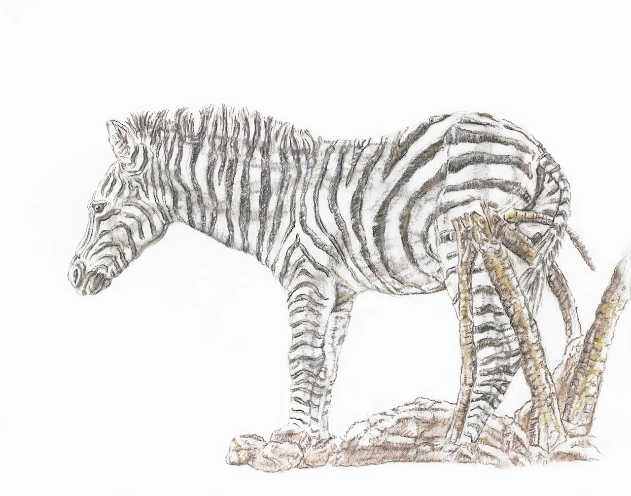 Zebra AUG.jpg