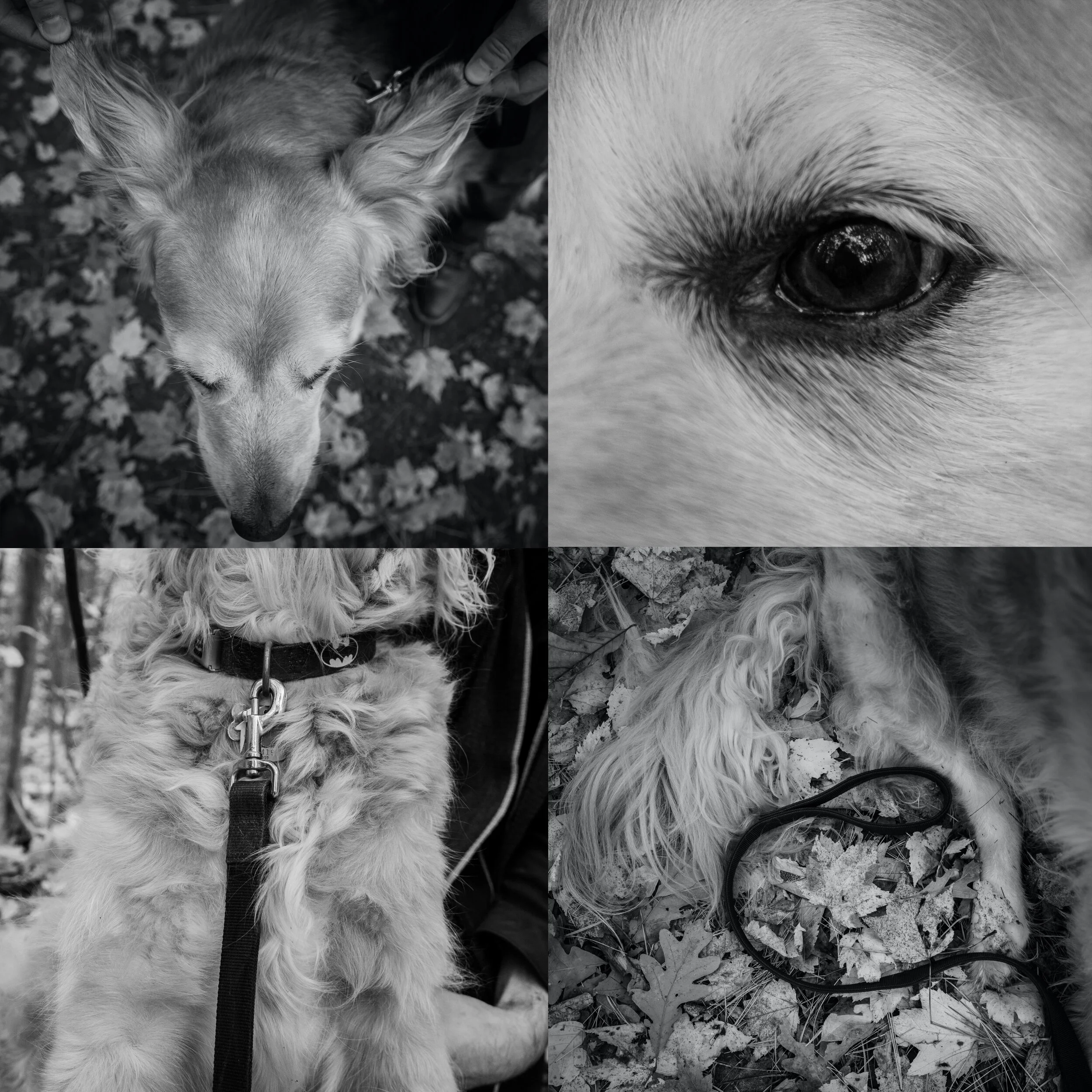 Moose, photographed October 2020.