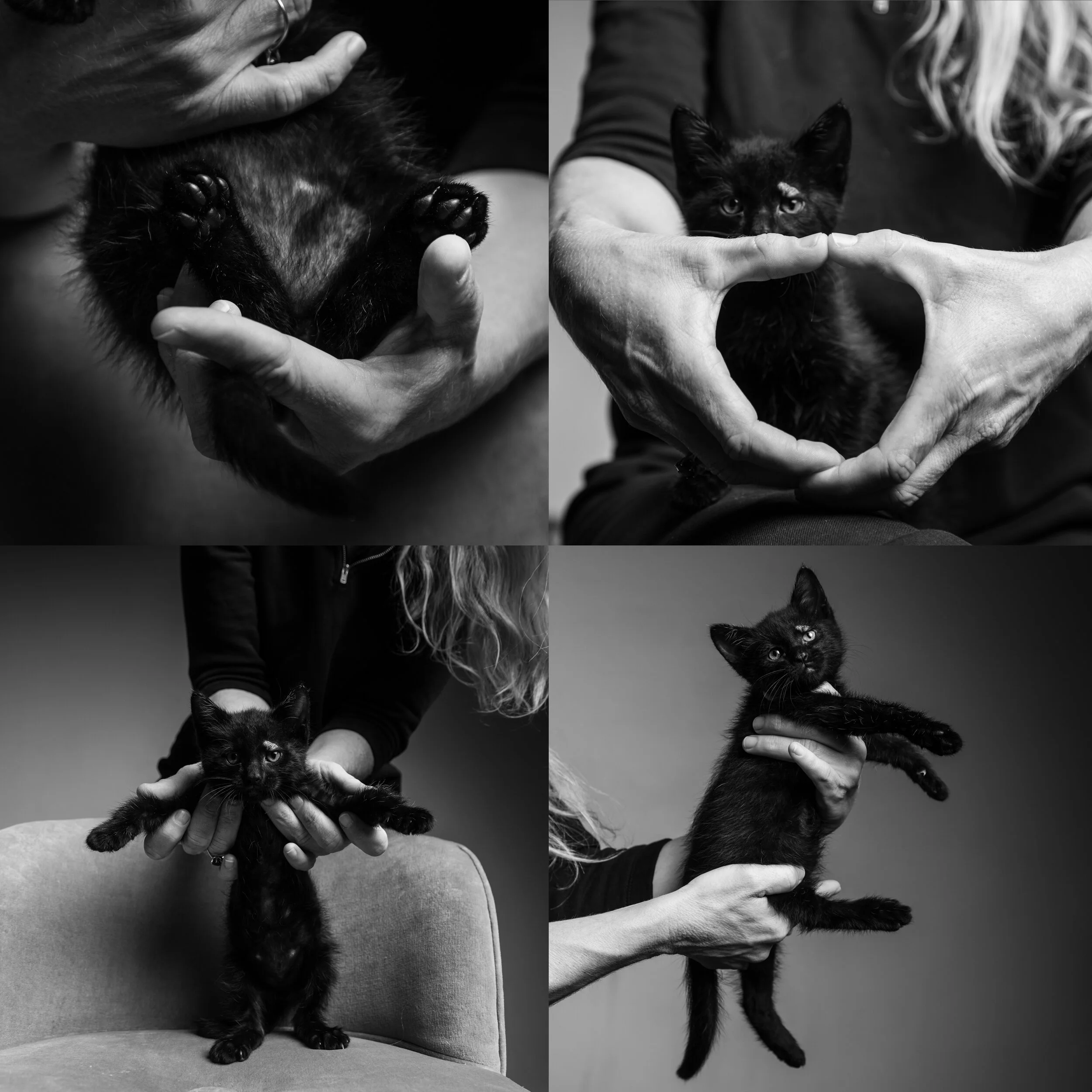 Ruby the kitten, photograph October 2020.