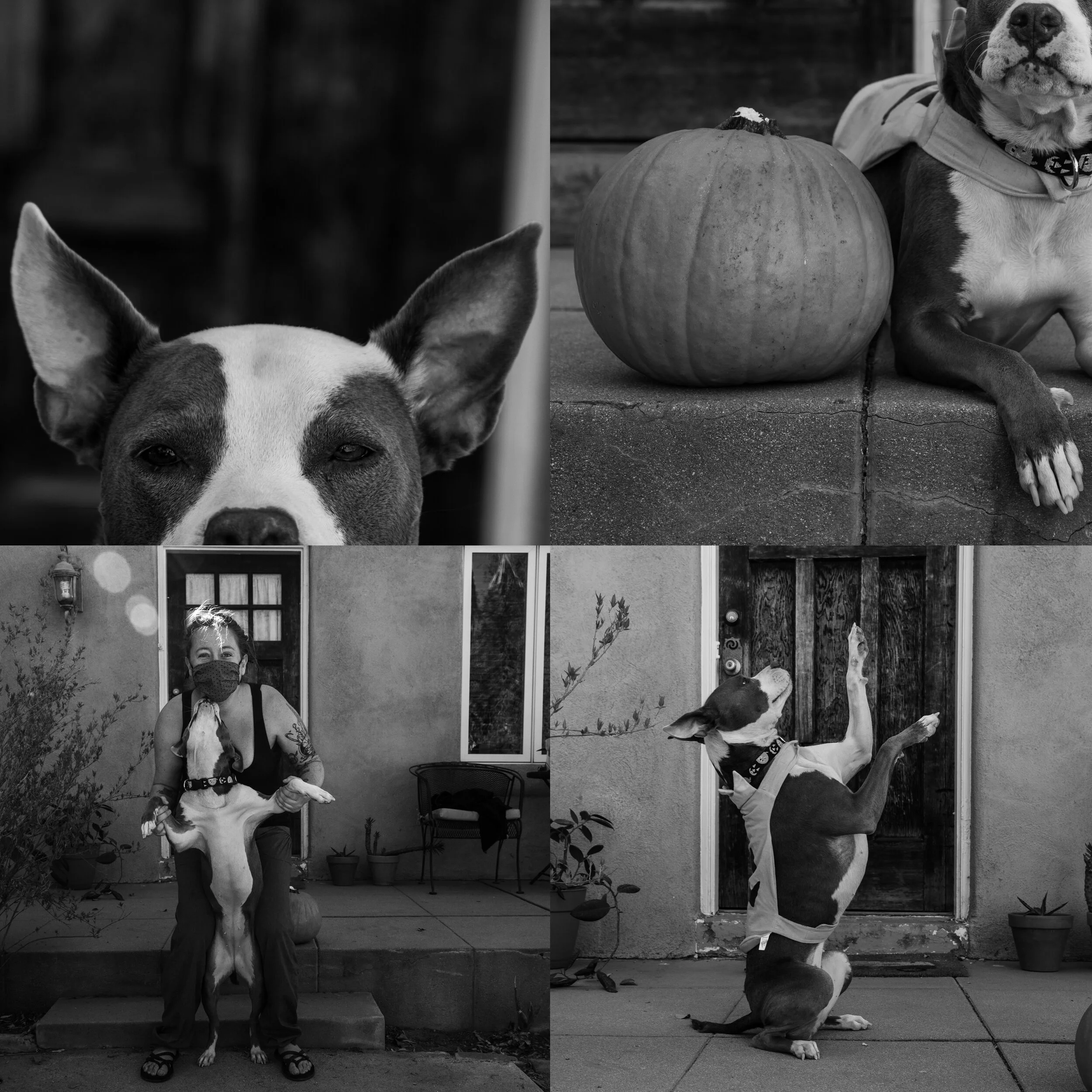 Molly the dog, photographed October 2020.