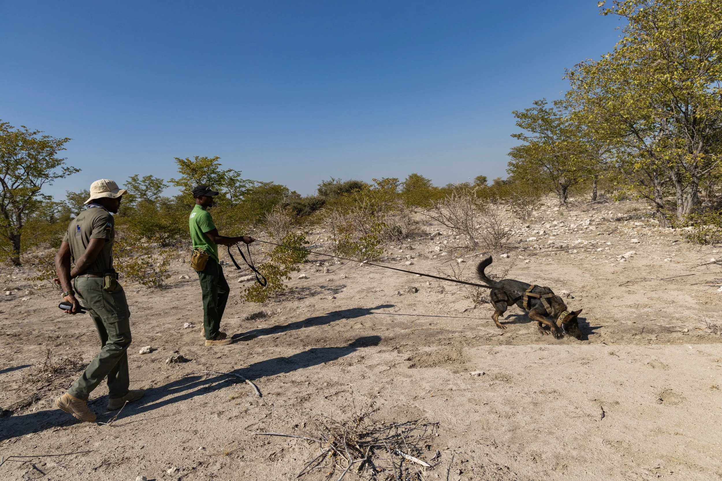 WD4CNAM_June2024_Etosha-21.jpg