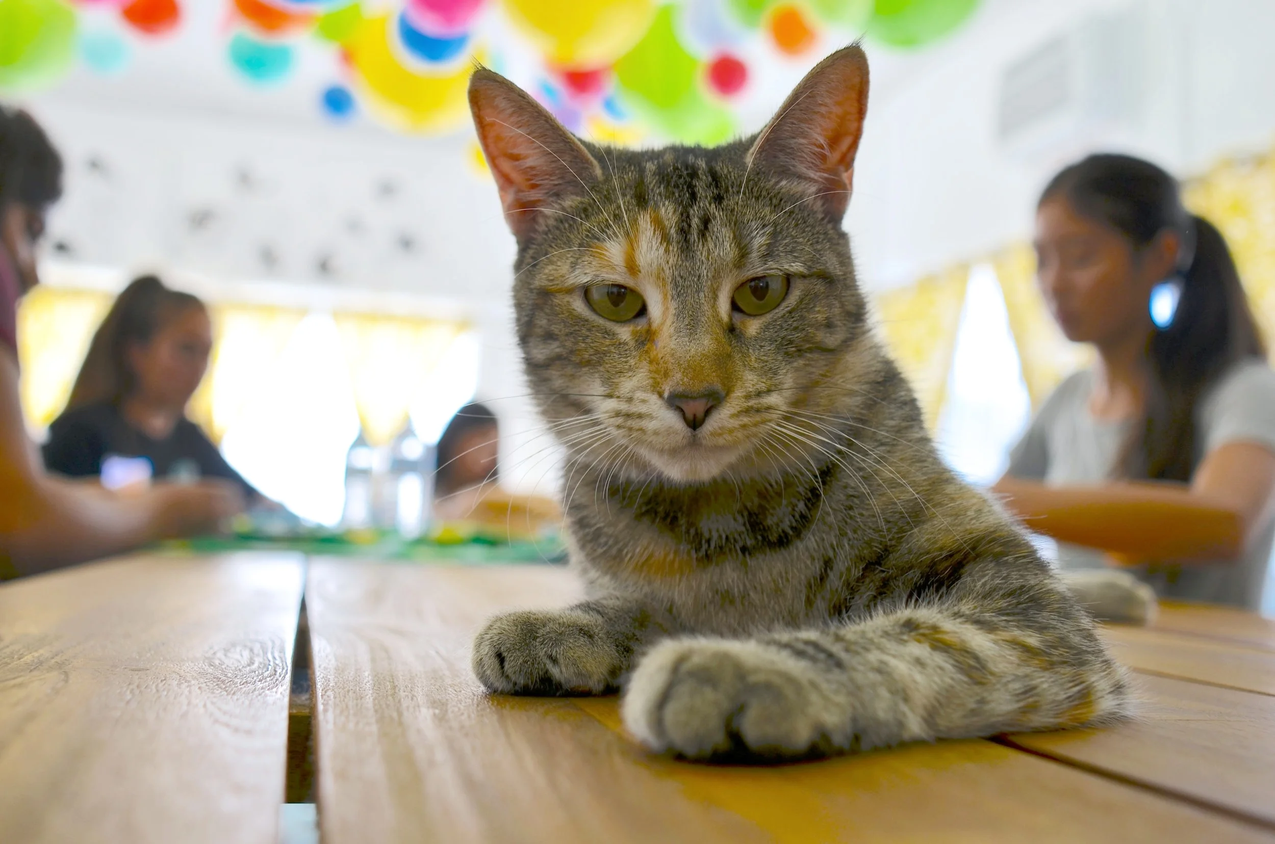 The Dancing Cat