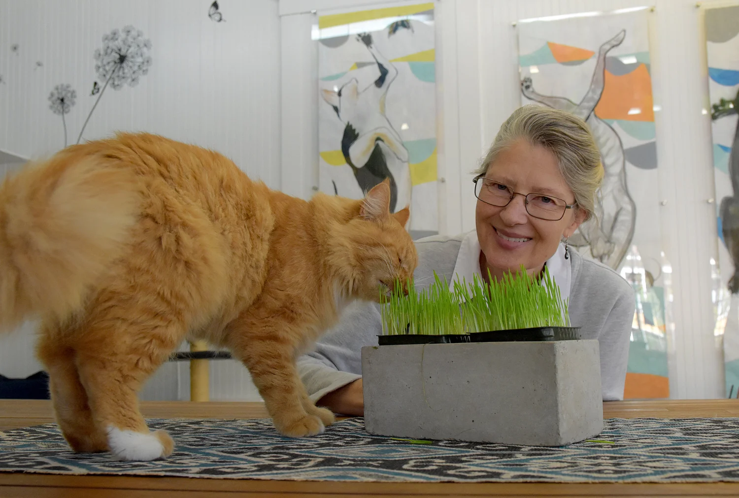 Volunteer The Dancing Cat Adopt A Cat In San Jose