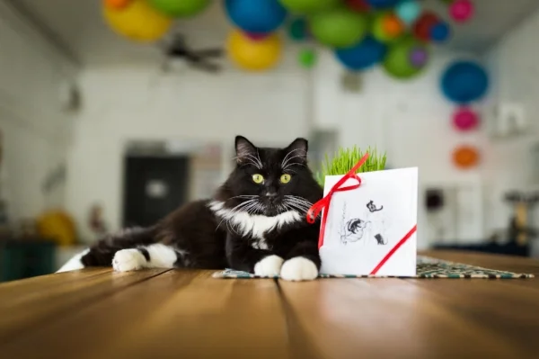 The Dancing Cat