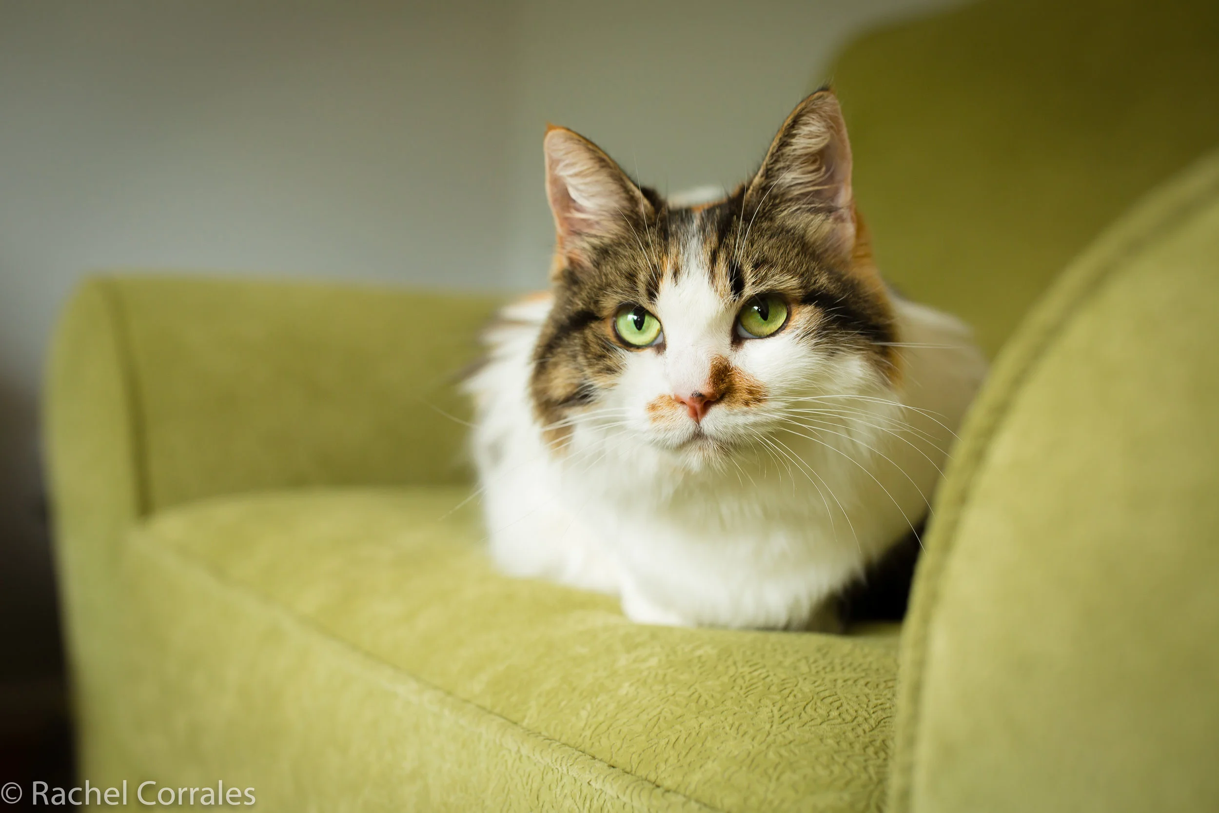 cat sanctuary bay area