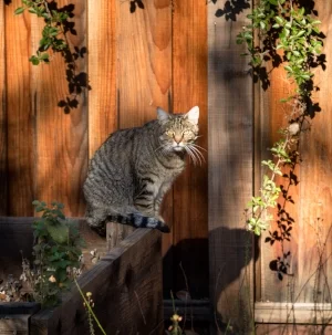 Prowler (Ann's Feral).jpg
