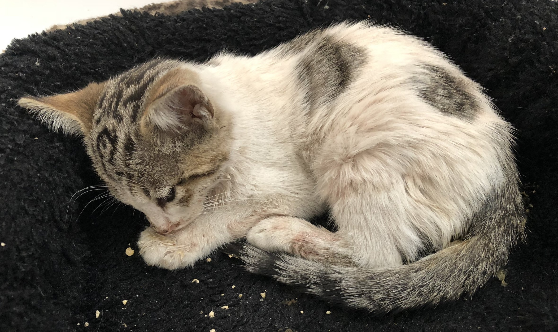 Taylor the day he was rescued.