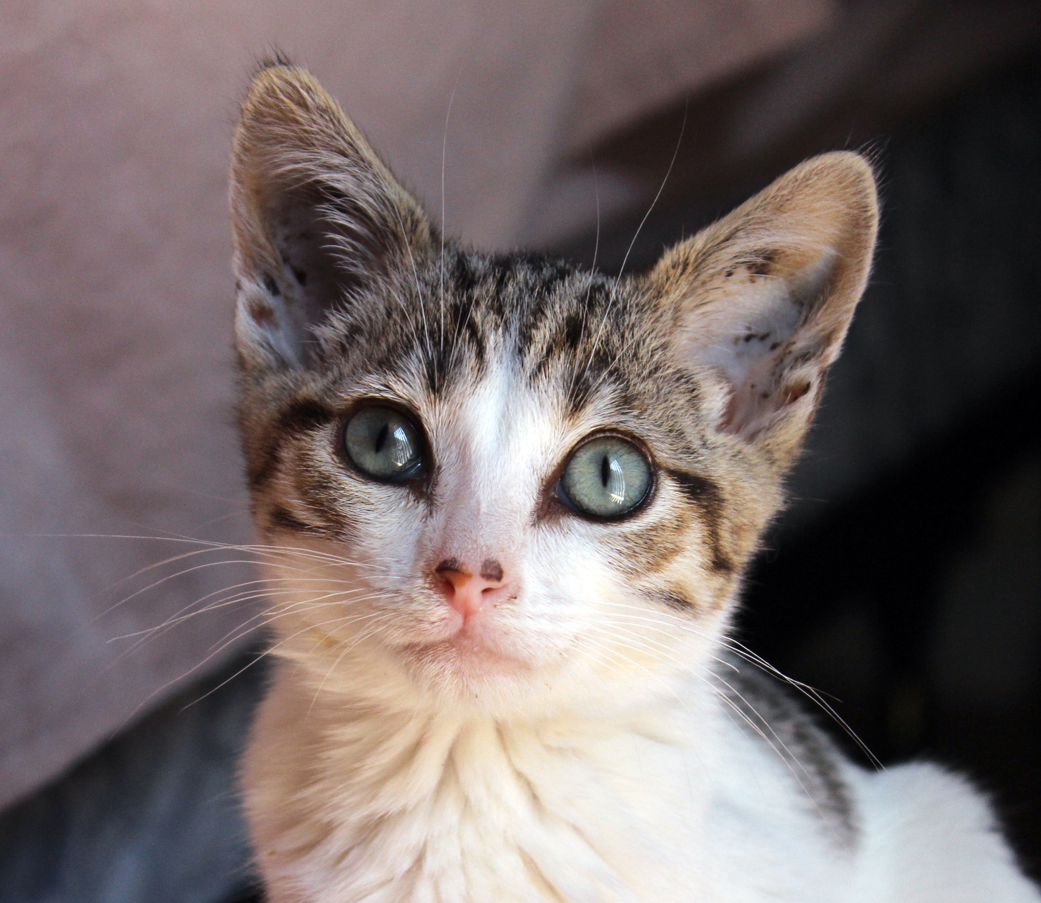 After a month in foster care.