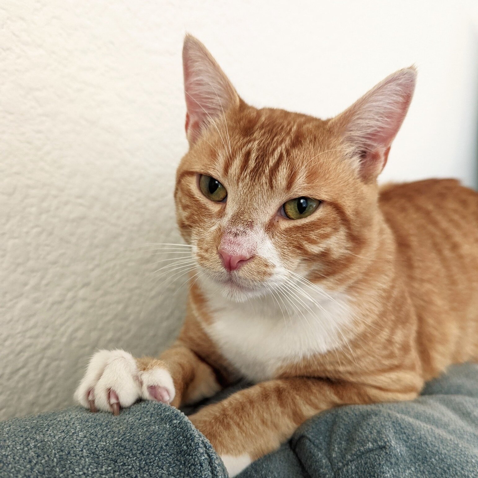 ⚜️Adoption Story⚜️ Midas was a beautiful boy with a heart of gold to match his gorgeous coat. A friendly, confident guy, he enjoyed his time with all the humans that he met. But Midas&rsquo;s story is more than just the story of one cat: Midas&rsquo;