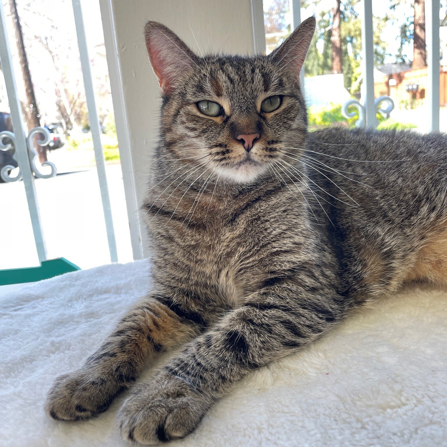 🥰Adoption Story 🥰 Natalia was a beautiful tabby cat with a huge heart, ready to share her love! Sadly, she was abandoned at a nearby apartment complex and a good Samaritan brought her to the San Jose Animal Care Center. Luckily, she won the hearts 