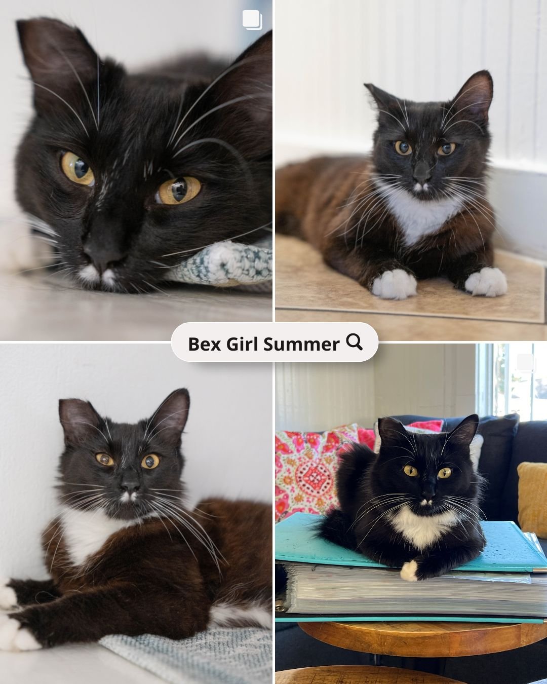 Bex charmed and disarmed every person she met with her faux front teef markings, how could you not just adore this little face? Bex knew she had that it-girl charisma, she is THAT cat! Having her in the lounge was a delight even when she had to set s