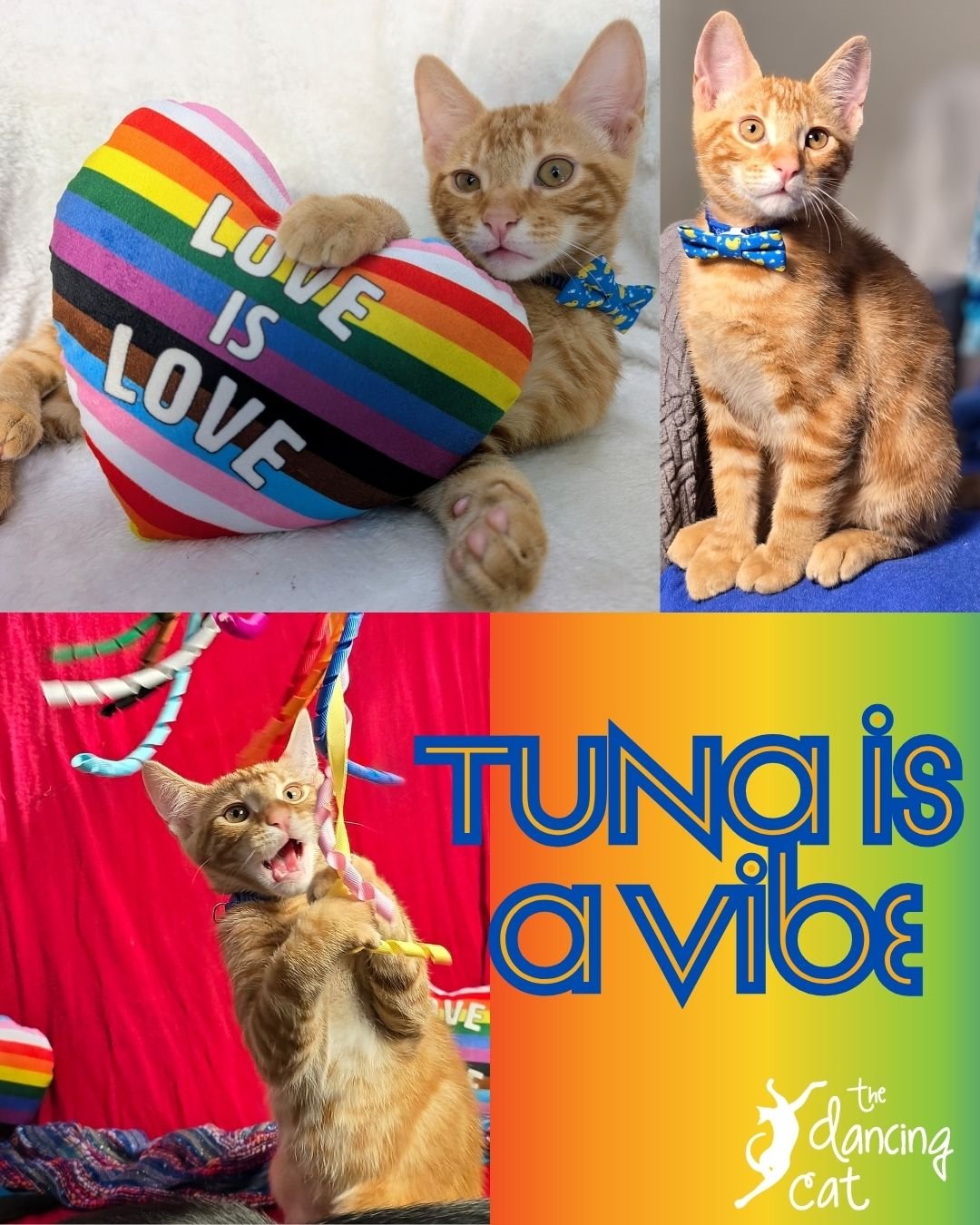 Name a better duo than Tuna and Mackerel! We officially welcome summer and celebrate Pride with this fabulous fun photoshoot. Adopting pairs is double the love and such a delight for their lucky people! We have many bonded pairs available right now, 