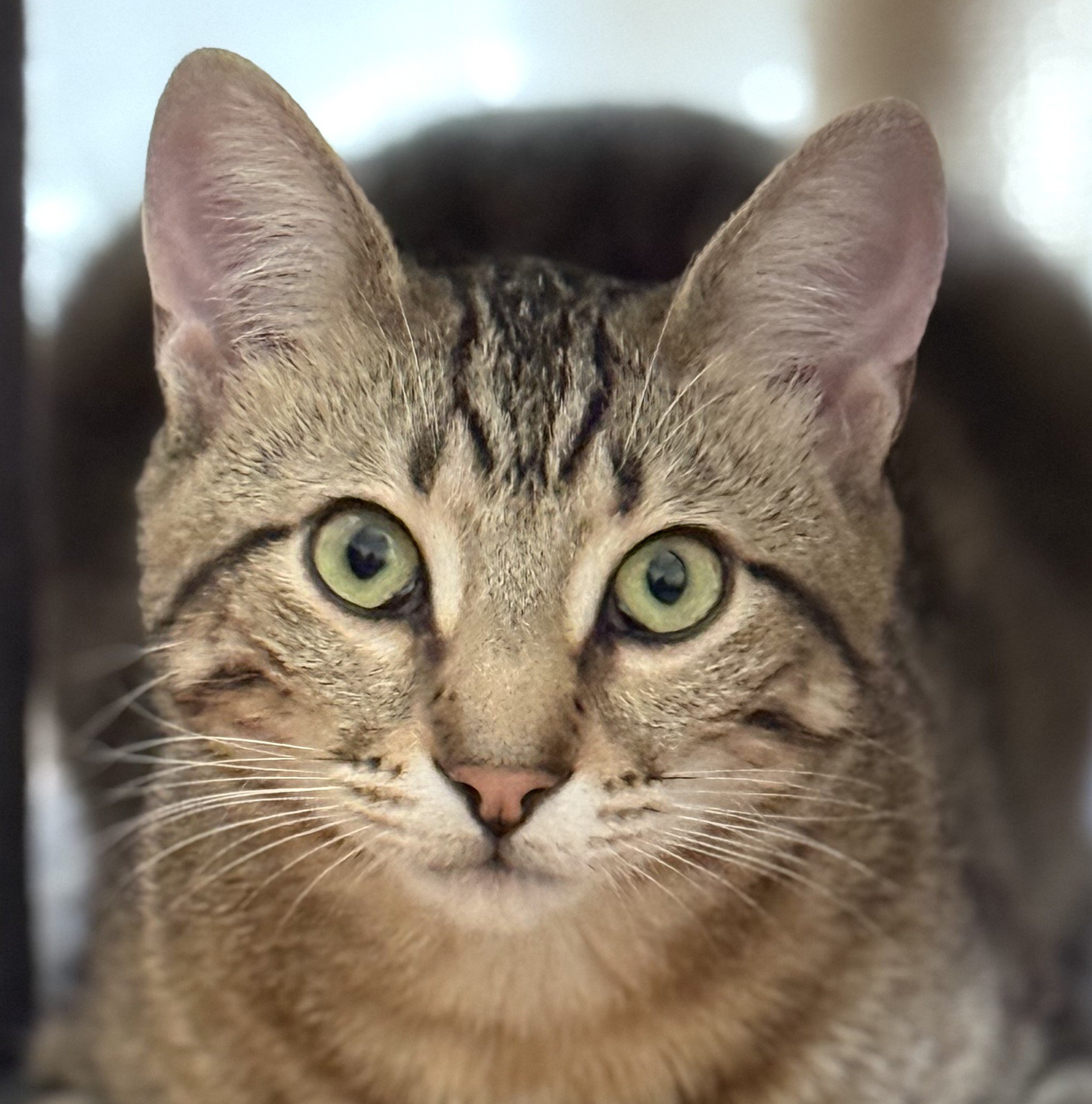 Ollie (Odis)