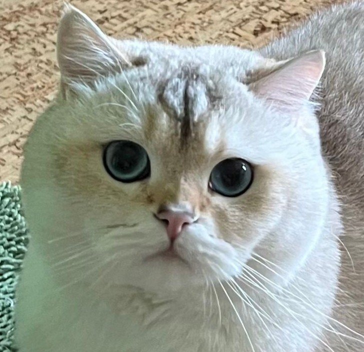 Tofu