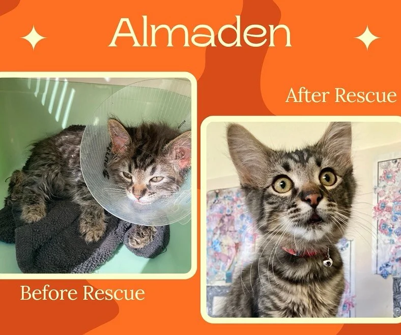 Almaden and his four siblings were found on the streets of San Jose when they were only 2-month-old kittens. Almaden had experienced a severe degloving trauma to his face which resulted in the loss of all the fur and skin on his chin, likely from bei