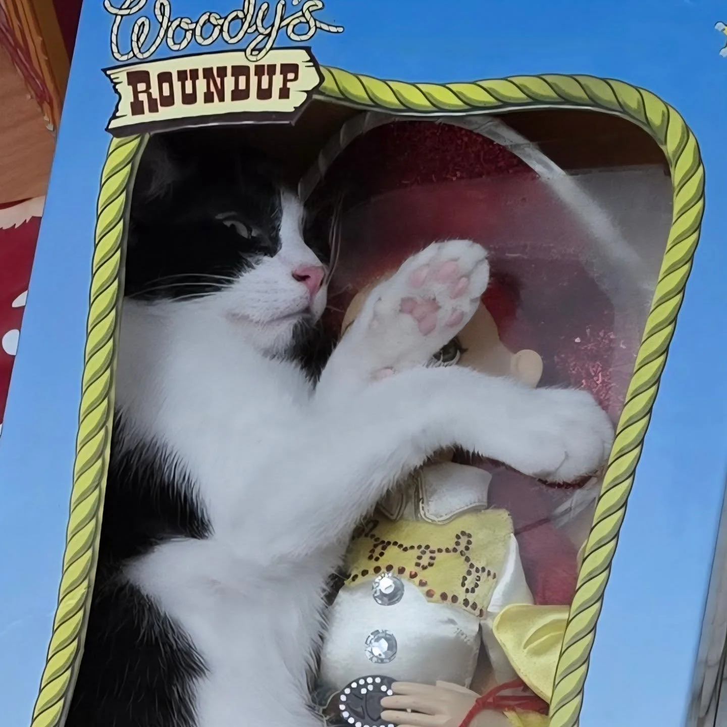 If being absolute weirdos isn't one of your favorite things about cats you are missing out! Skipper enjoys crawling into this Toy Story doll display box to hangout. Normal? Meh... Funny? Very. Concerning? Only for Jessie who enjoyed having more perso