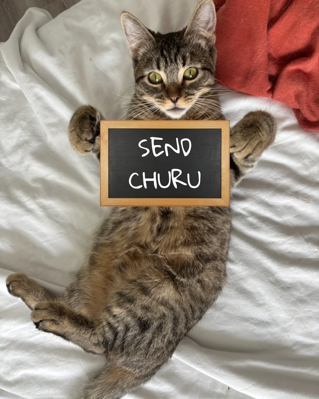 Well, we checked in with Wabi-sabi to see how life has been since leaving the lounge. He said he misses his friends a lot but that he has it pretty good in his foster home. We asked if there was anything else he wanted to share and then we got this p