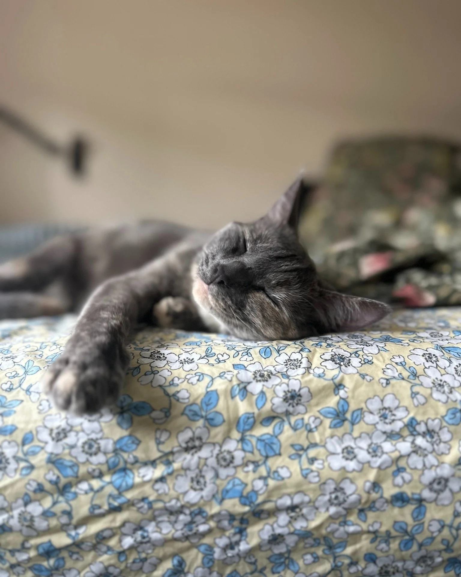 The last but certainly not least of our lounge cat updates is the storybook ending that not even a disaster could derail! Like most good fairytales, it isn't all sunshine and lollipops that makes a hero's journey compelling. Lindy was rescued from a 