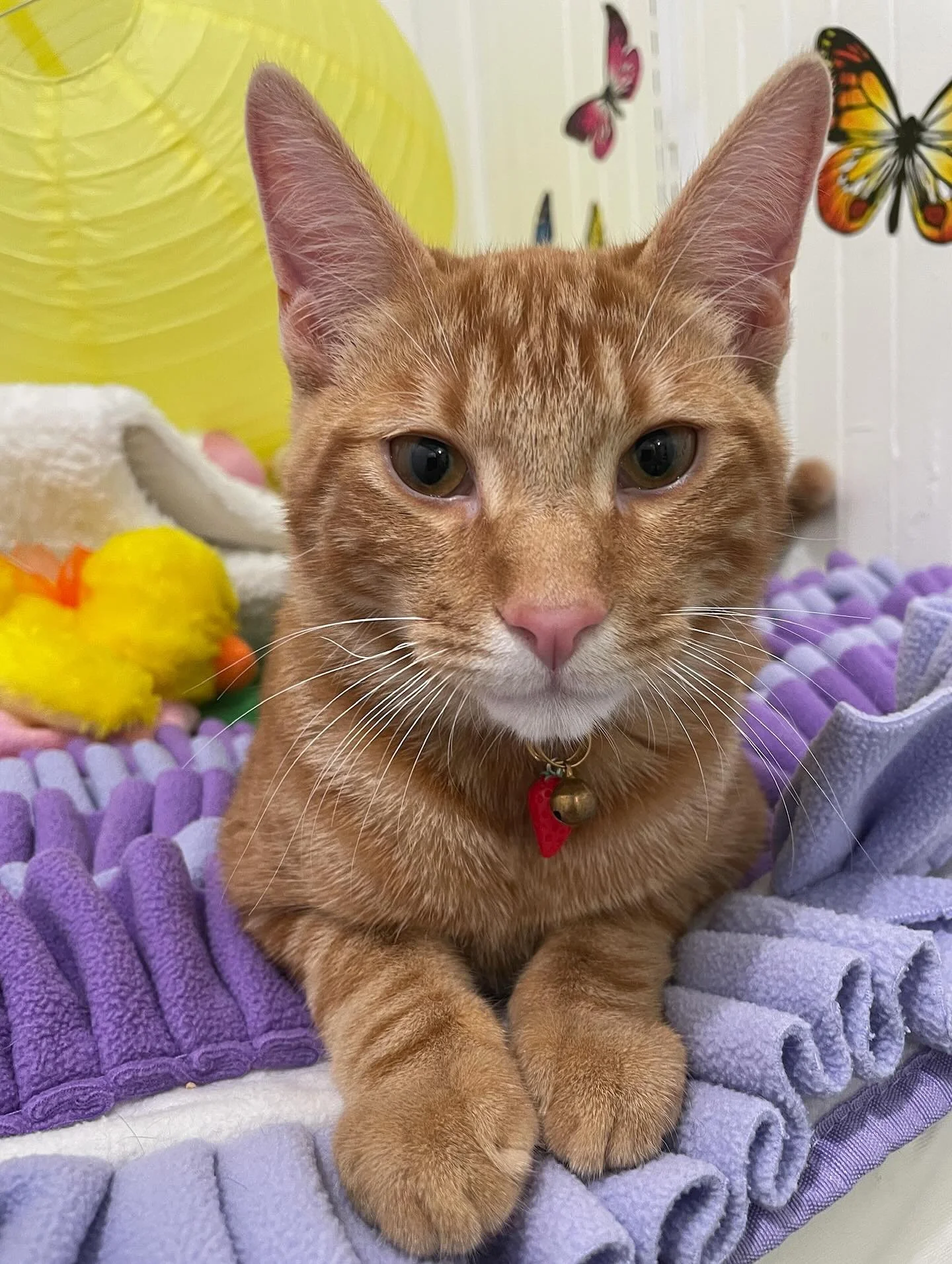 Listen, Tuna knows you broke your curfew tonight. He&rsquo;s not mad, just disappointed. And he gets it, he too likes to do parties and hanging outs but he also respects the rules, ok? 

Tell us your kitty&rsquo;s bedtime and what they&rsquo;re doing