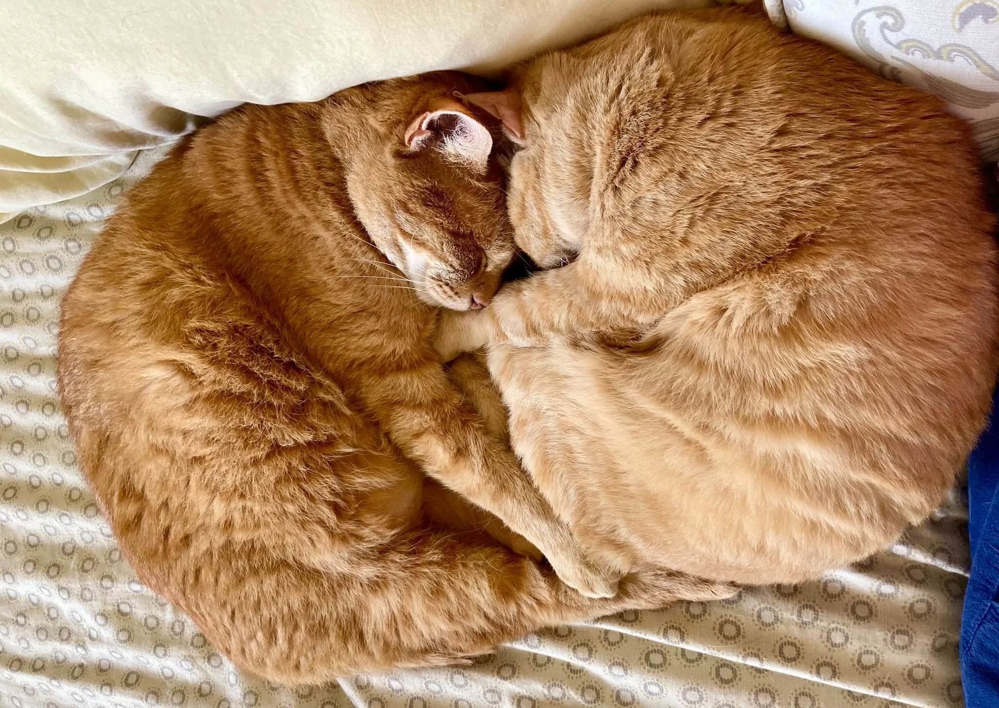 Coming home to two intertwined, purring croissants is certainly our idea of bliss. Chippurr and Juniper are the kind of brother and sister pair that helps heal your own sibling traumas: All of the love, none of the tattling. Cutest fun fact? If Chipp