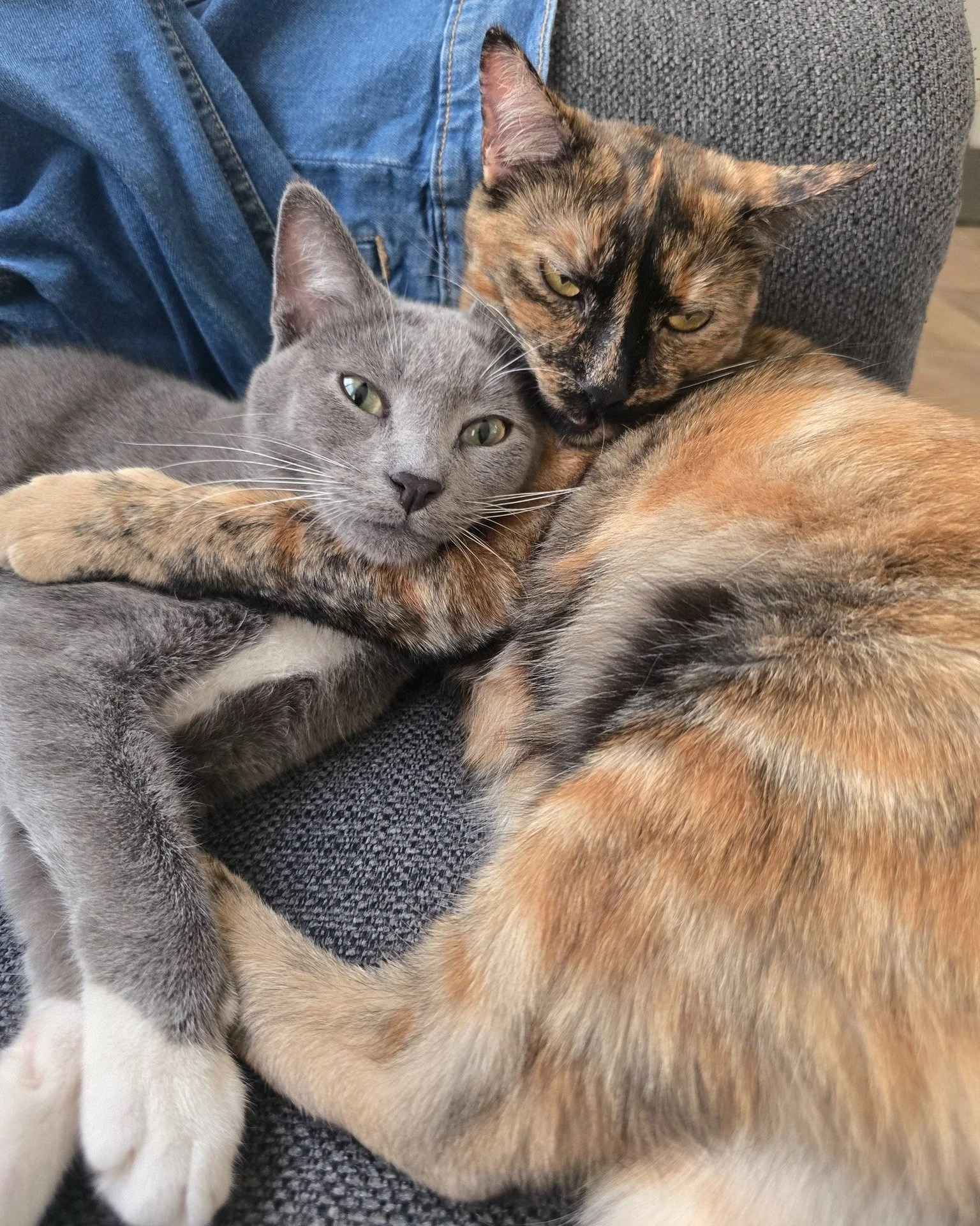Meet Comet &amp; Gemini, a bonded pair of young, playful cats who radiate with joy, laughter, and snuggle me energy wherever they go! They do everything together&mdash;chasing, wrestling, and curling up together for naps&mdash;and would love a home w