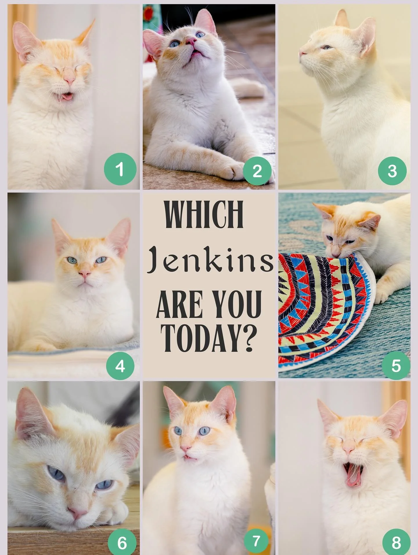 Which Jenkins are you today? Comment the number below ☁️