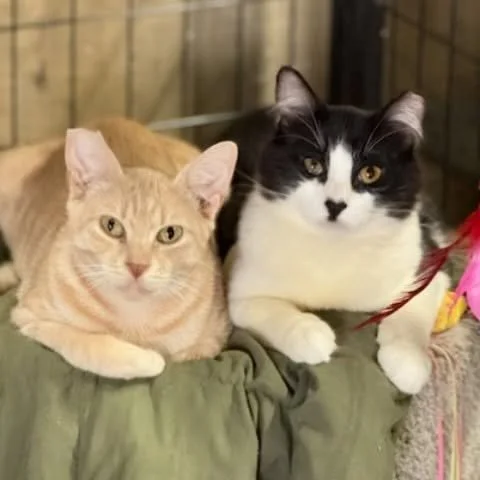 Happy Feral Cat Day! Loki and Goose are graduates of our barn cat placement program and are thriving in their new lives. Placing feral cats safely into barn homes is a lifeline for those who cannot return to an unsafe location they were trapped in. A