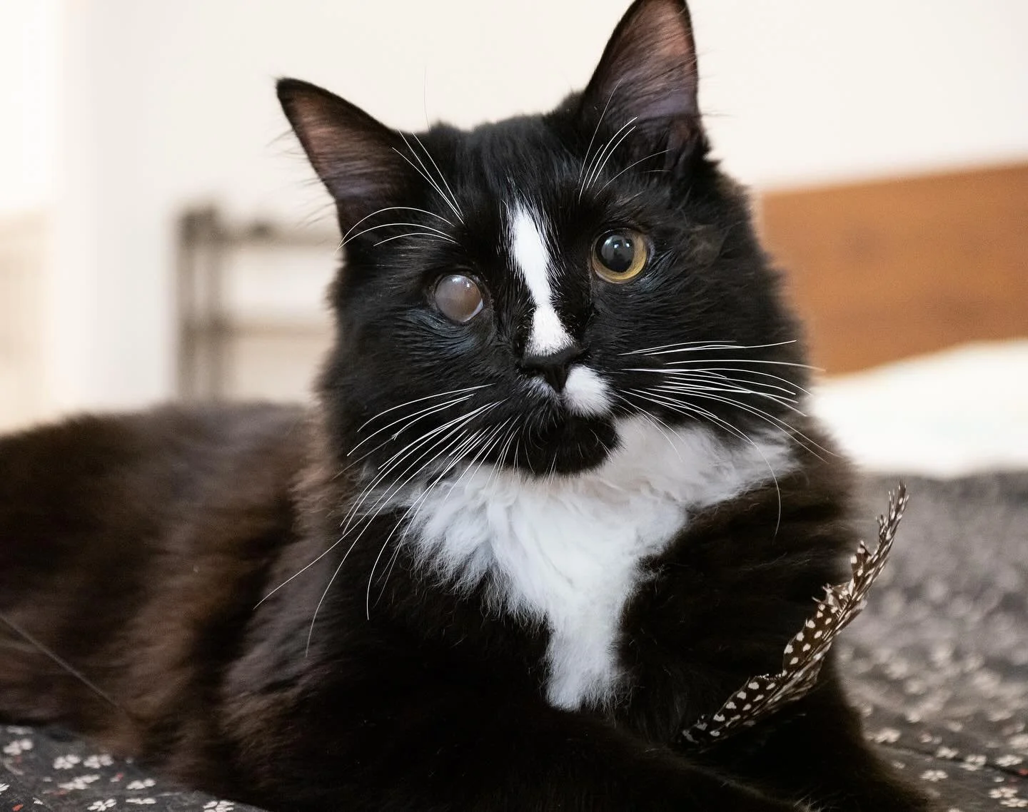 Galen was found as a kitten with his eyes completely crusted shut and while he received treatment that allowed his eyes to be saved, they are a little cloudy and he has some diminished vision. In addition to that he had sinus damage but amazingly he