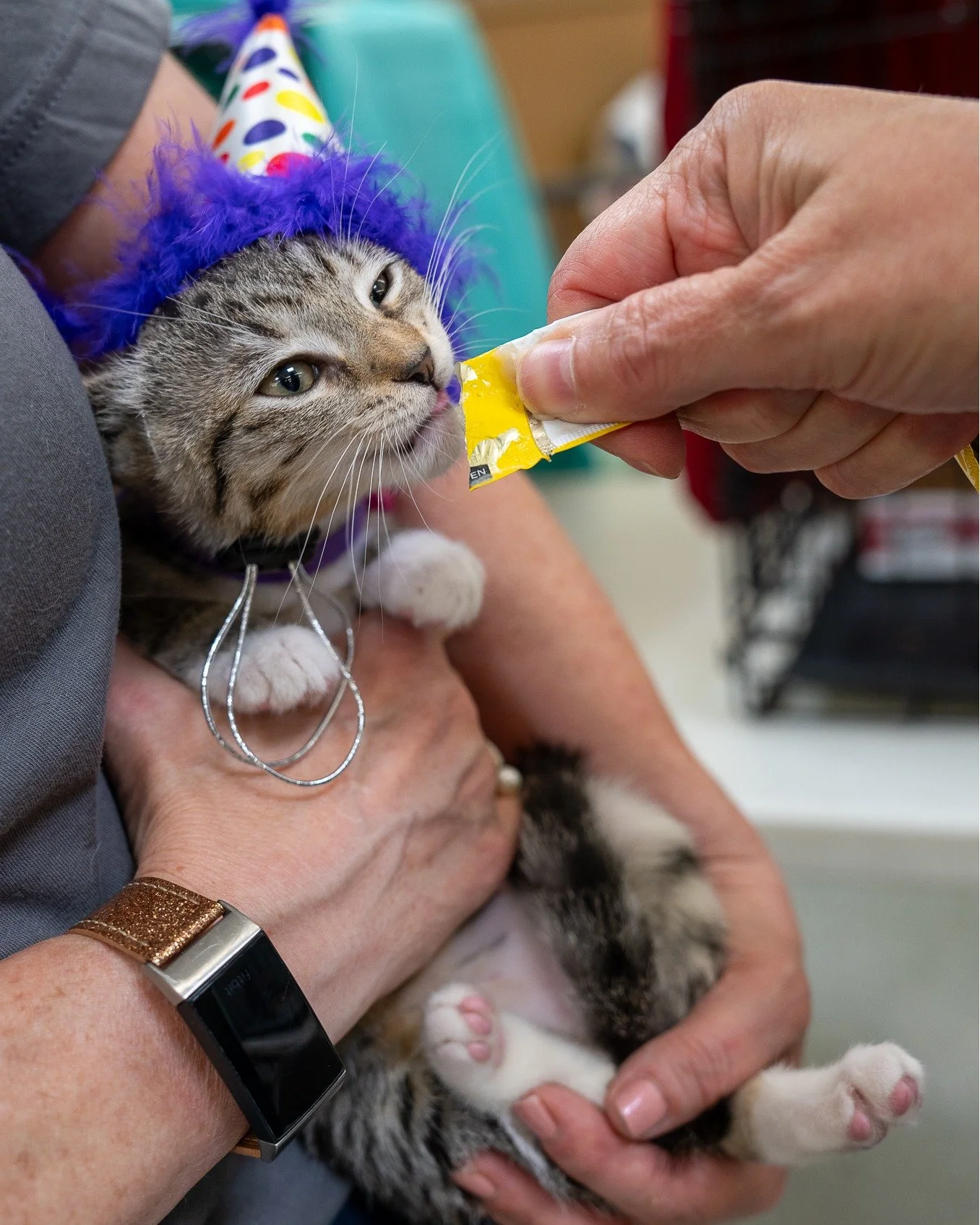 Ain't no party like a kitten adoption fair! Happening right meow, come join us at Pet Food Express in Campbell from 10am-1pm. Whether you’re ready to adopt or just need a little kitten therapy, swing by and say hello to our crew!