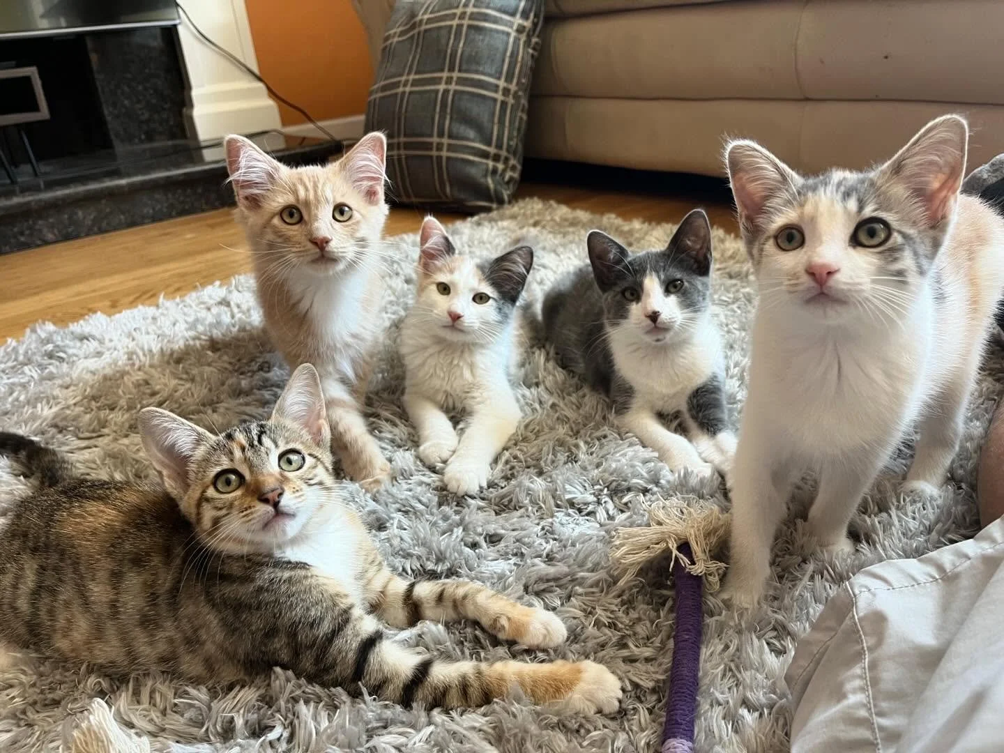 This summer my dad, Manuel, and I had an awesome kitten fostering journey. On May 29th my dad called me to let me know there were a handful of kittens running around in a neighbor’s yard. I came over and we spotted a litter of 5 skittish kitten