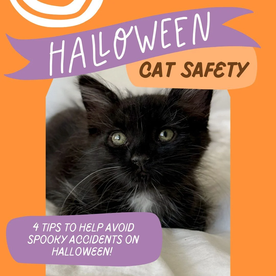 Halloween is almost here, and it doesn’t have to be scary for your cat! With a little planning, you can avoid accidents, stress, or those spooky unexpected vet visits.
Click through for four essential safety tips every cat parent should know t