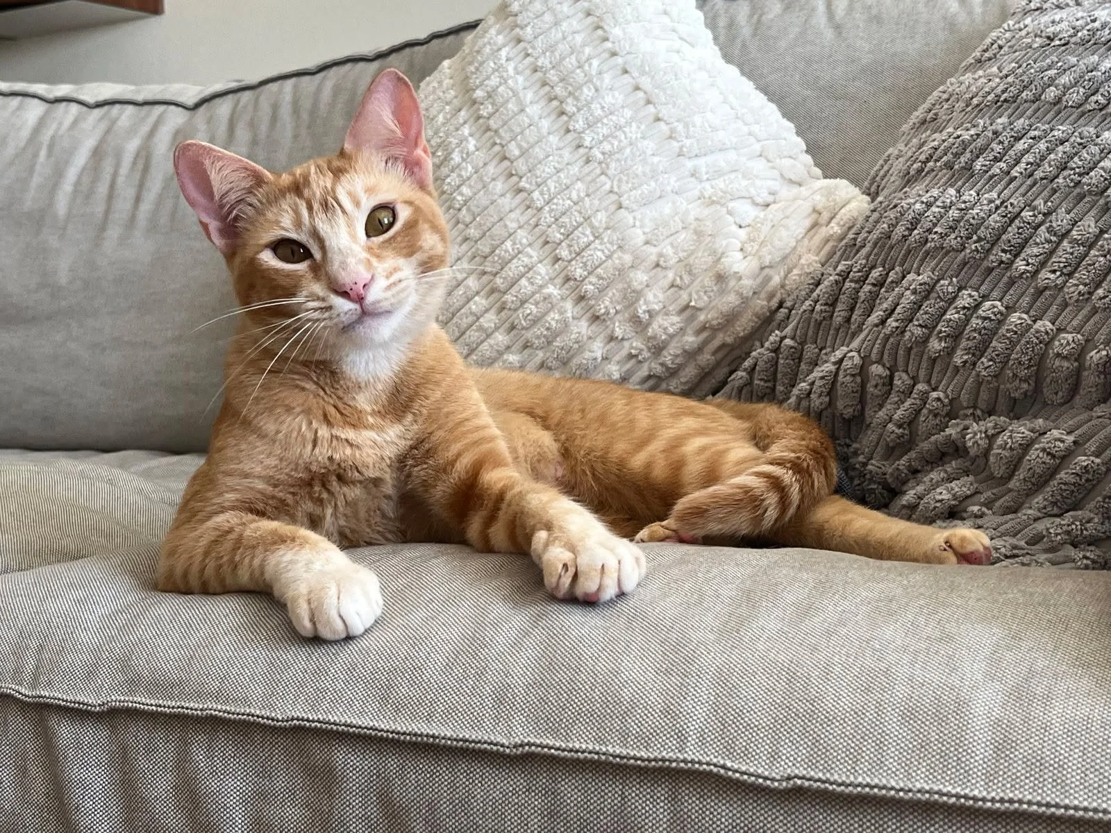 This face! Candy is a special girl in more ways than one&mdash;not only is she incredibly loving and gentle, but she&rsquo;s also a rare orange female cat! Only about 1 in 5 orange cats are girls, and Candy&rsquo;s one of those golden gems.

This you