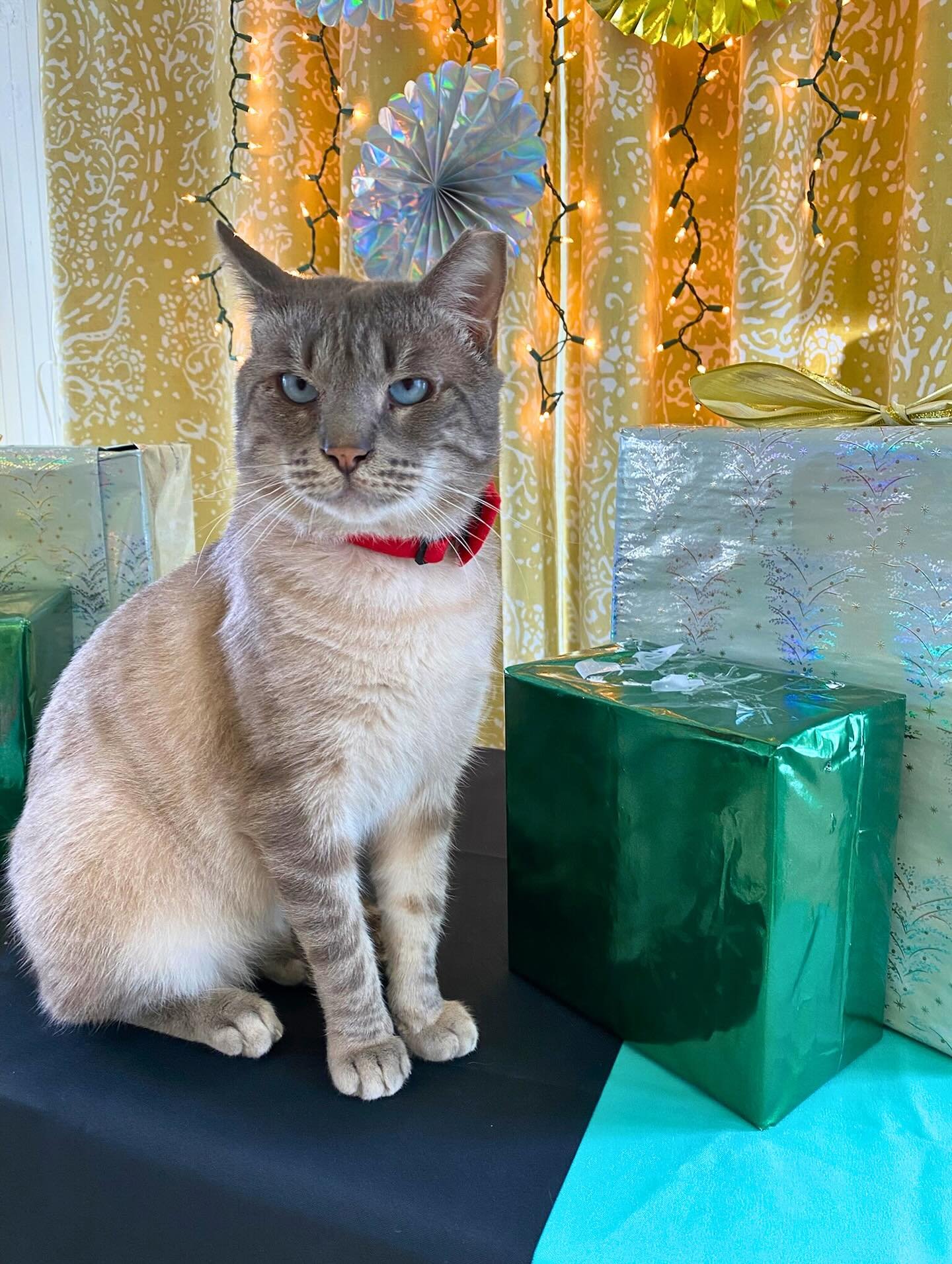 Adoption #1792 is James! A lounge all-time favorite hunk, we were delighted he landed in a home with a new brother he loves and adores. His parents sent an update:

We adopted James almost a year ago, after watching him and our senior cat, Sampson, c