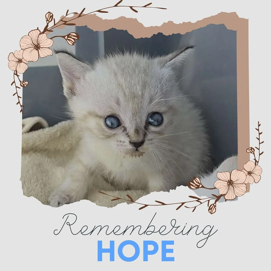 In early September, we welcomed a tiny kitten named Hope from the San Jose shelter. From the moment we met him, we knew he was extra special. Hope was facing an uphill battle with hydrocephalus, sometimes called &ldquo;water on the brain&rdquo;. Hydr