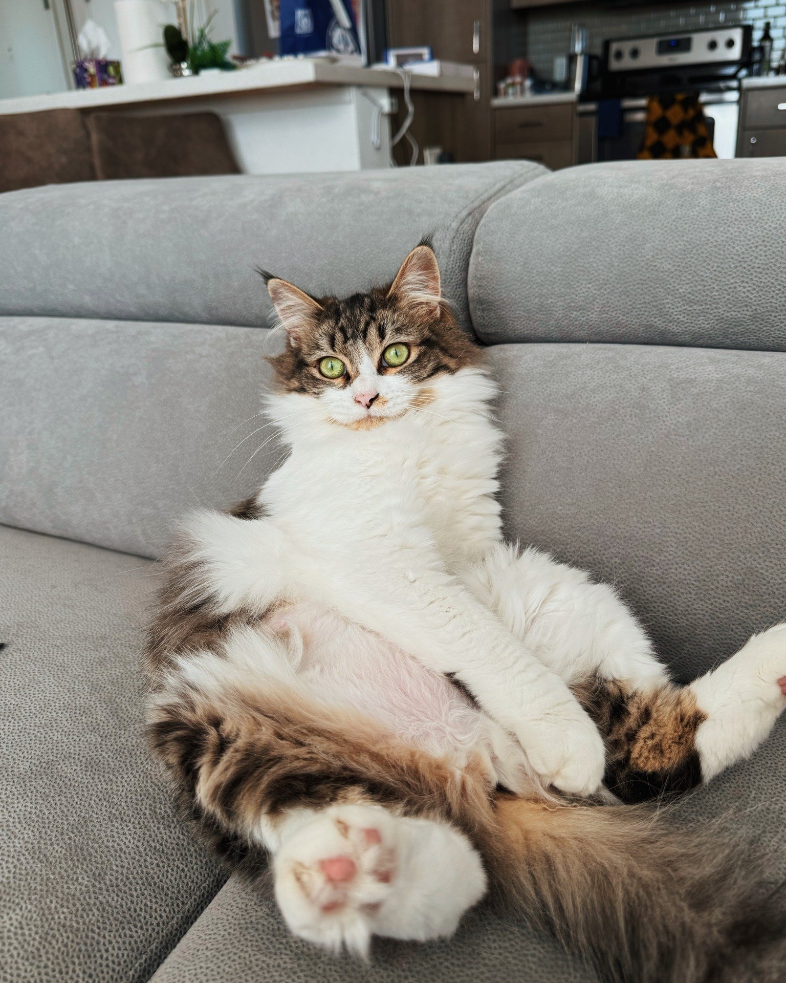 Rani is all of us right now after our fancy feasts 🥧