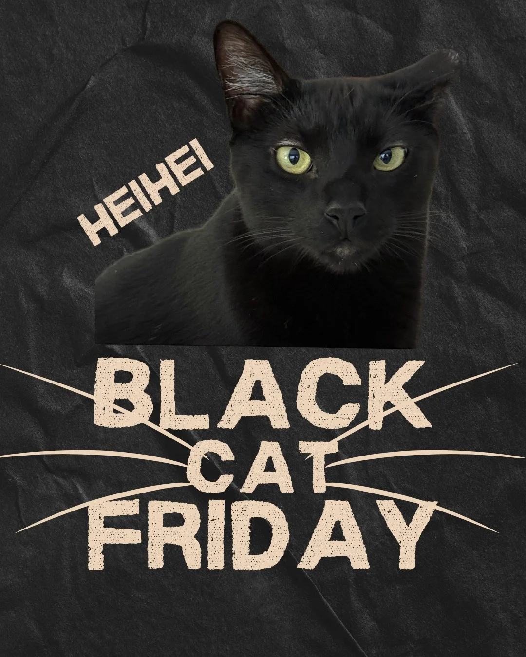 Happy Black (cat) Friday! Today we are sharing 3 different adoption stories featuring some very special haus panthers, starting off with adoption #1797, Giuseppe. He sent us this update:

 My parents have decided to make my name Heihei, like the chic