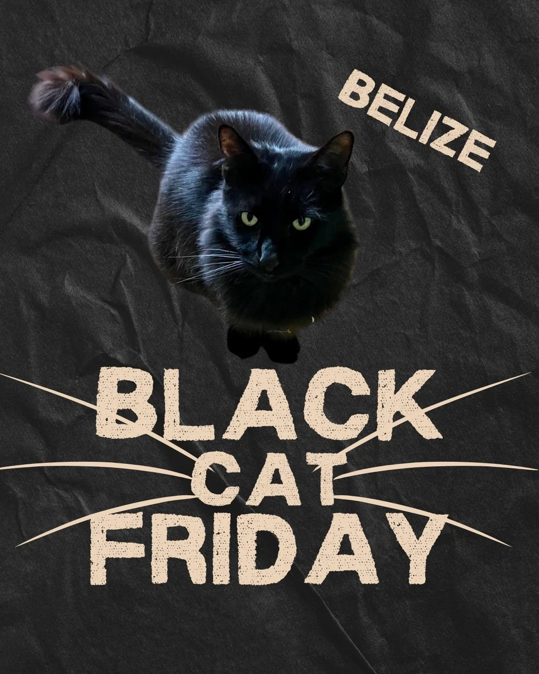 Our second Black (cat) Friday adoption is the absolutely stunning Belize, adoption #1798! 

Jason was being very thoughtful in the adoption process and wanted to meet several cats and feel out the right fit. Fortunately for the midnight floof Belize,