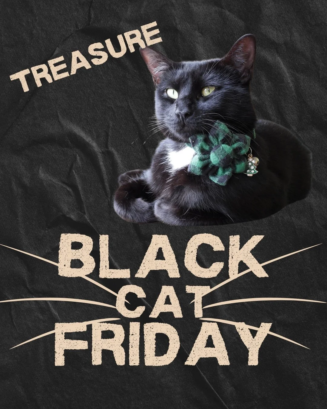 Our third Black (cat) Friday adoption story features our absolute heart of gold, Treasure. This sable furred beauty was all charm, all the time with everyone she met. 

Lauren and Shayan previously had cats who would follow them around the house and 