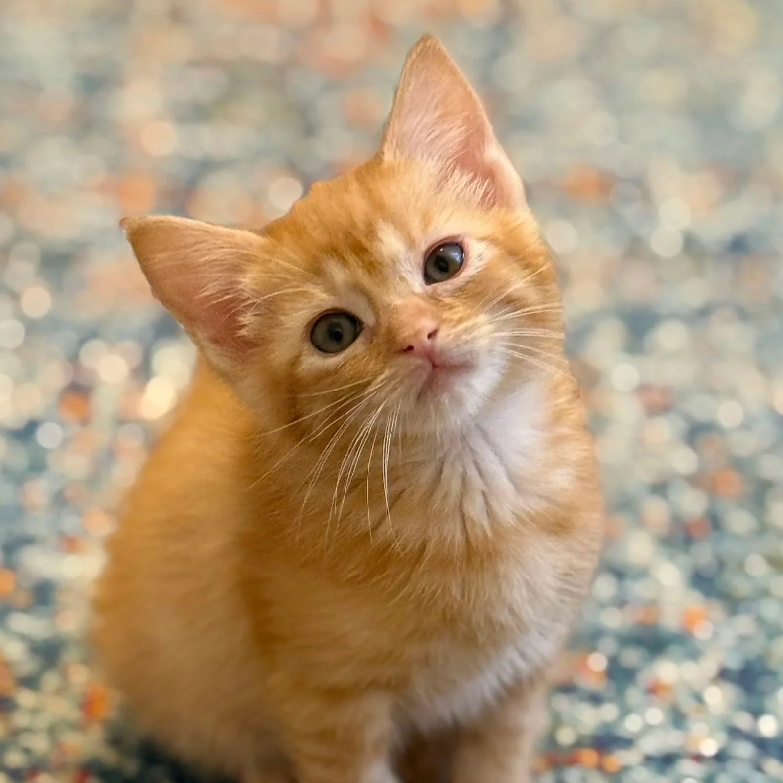 Babybell