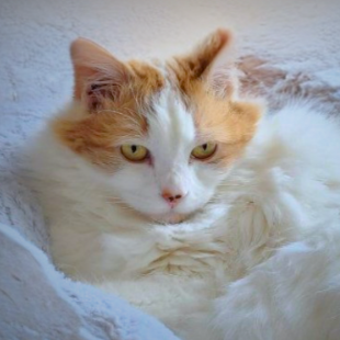 Ginger