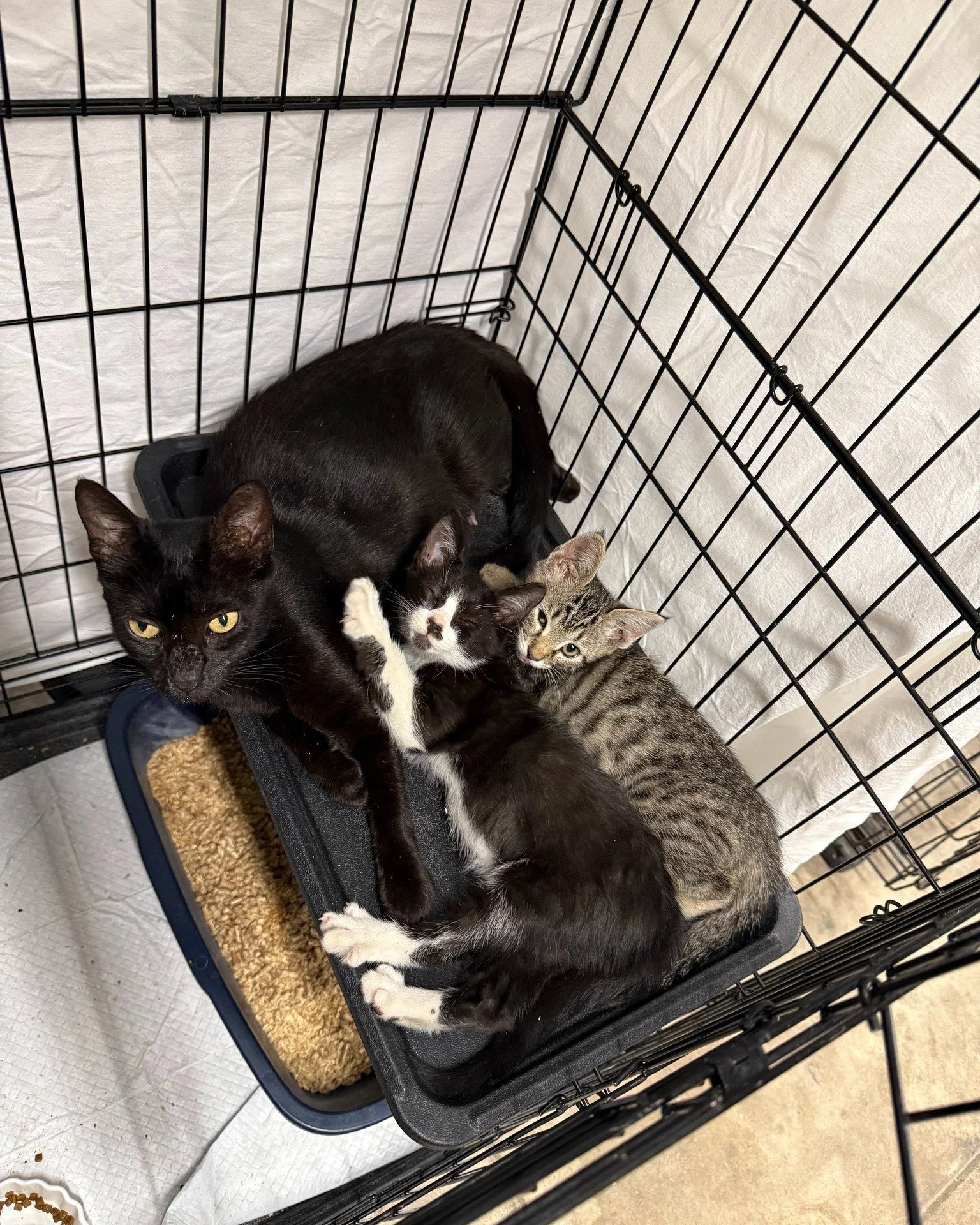 In September, just weeks after our lounge closure, Bettina arrived to us on Julian St. with 3 kittens. When people attempt to bring cats to us we do our best to provide guidance and/or assistance as we know most people have no idea what to do when th