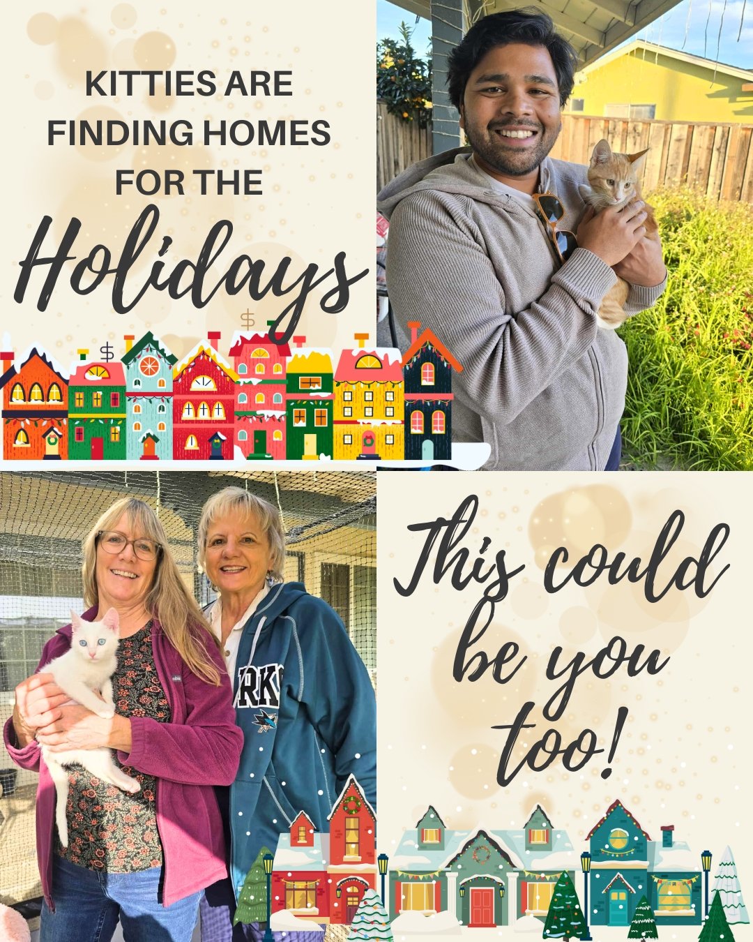 We are thrilled that so many kitties have recently arrived in their forever homes, like Amur and Azalea! If you are thinking about starting the adoption process please do!  Our adoptions team will take a pause 12/24-1/3 to allow them time to enjoy th