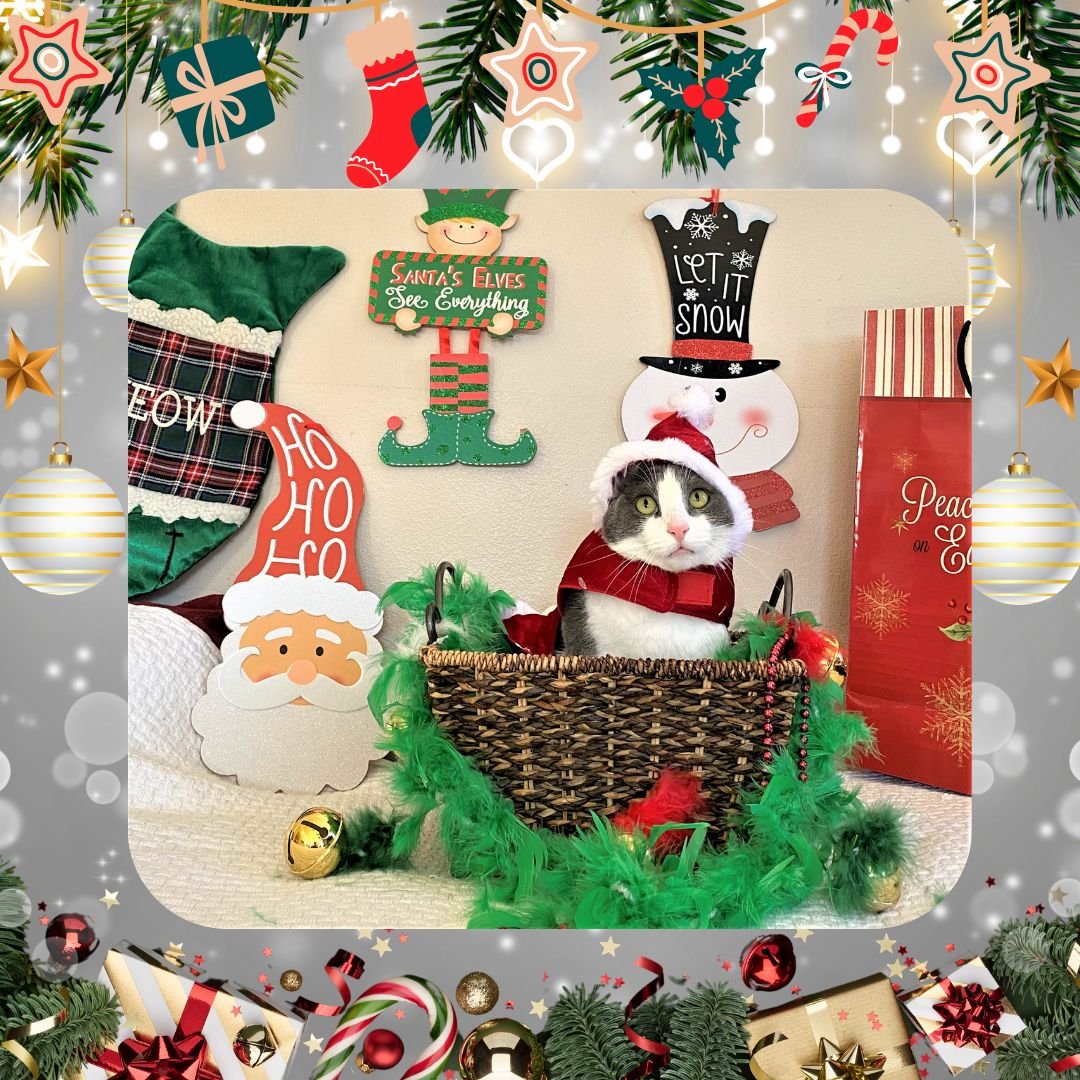 Throwback to Frankie's festive photoshoot a few years ago! Little did we (or she!) know the backdrop to these photos was her forever home! We are so thrilled that Frankie has the magical fairytale journey she deserves and we wonder what Santa Paws is