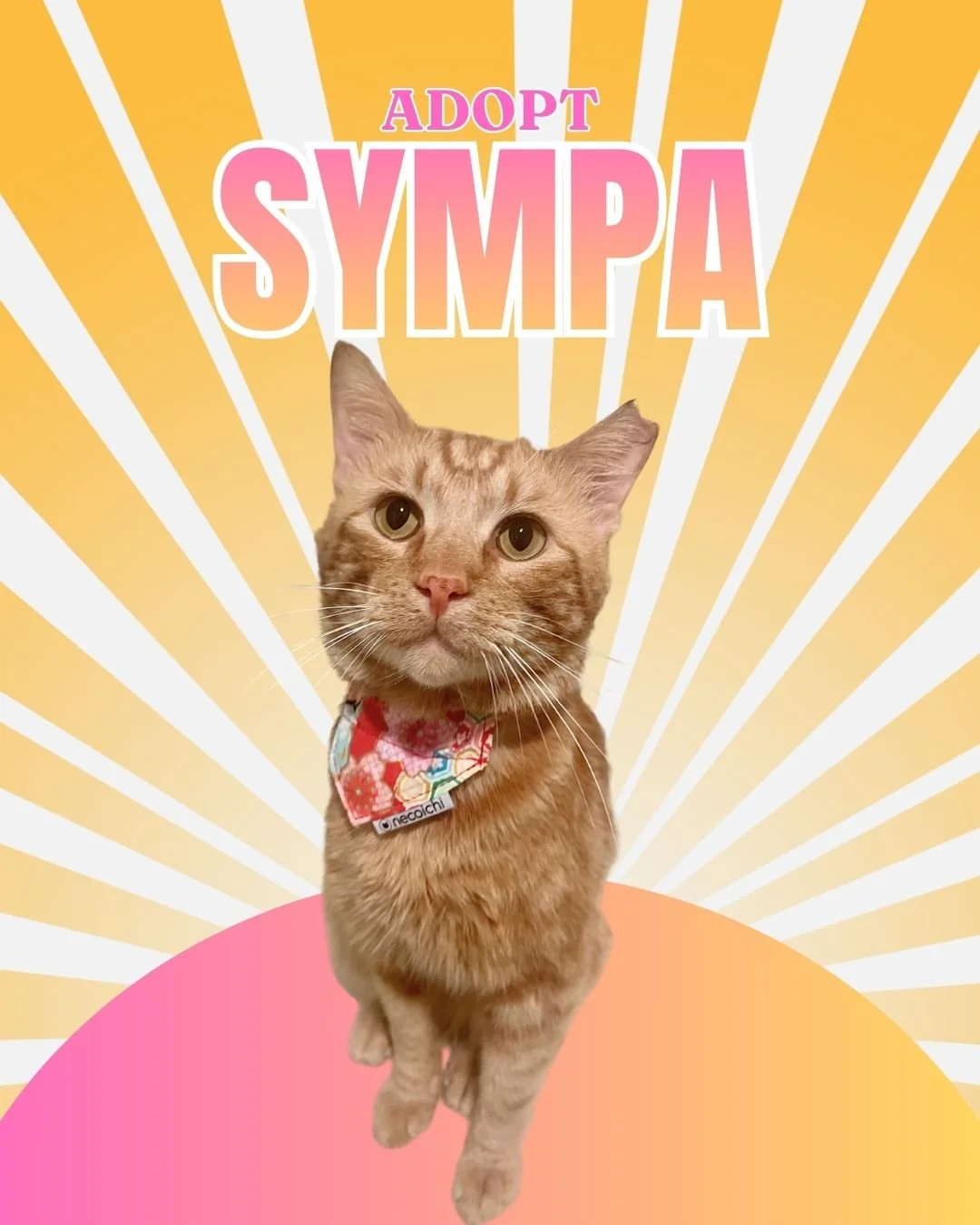 Sympa brings the ease of a gentle Sunday morning everywhere he treads. An incredibly easygoing boy with an innately friendly nature. He&rsquo;s sociable with both people and other cats, greeting everyone with his tail up. Sympa is not the drama, he  
