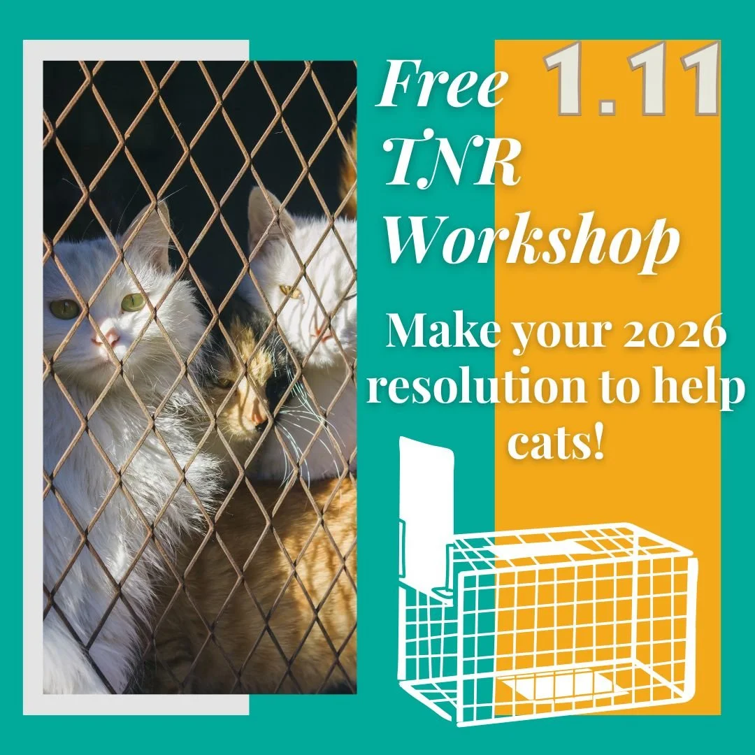 There are 4 spaces open for our very first TNR workshop of 2026! Make this year the year you look around at the sick, injured and stray cats in your community and decide to be the hero they need. You are capable of making a meaningful impact immediat