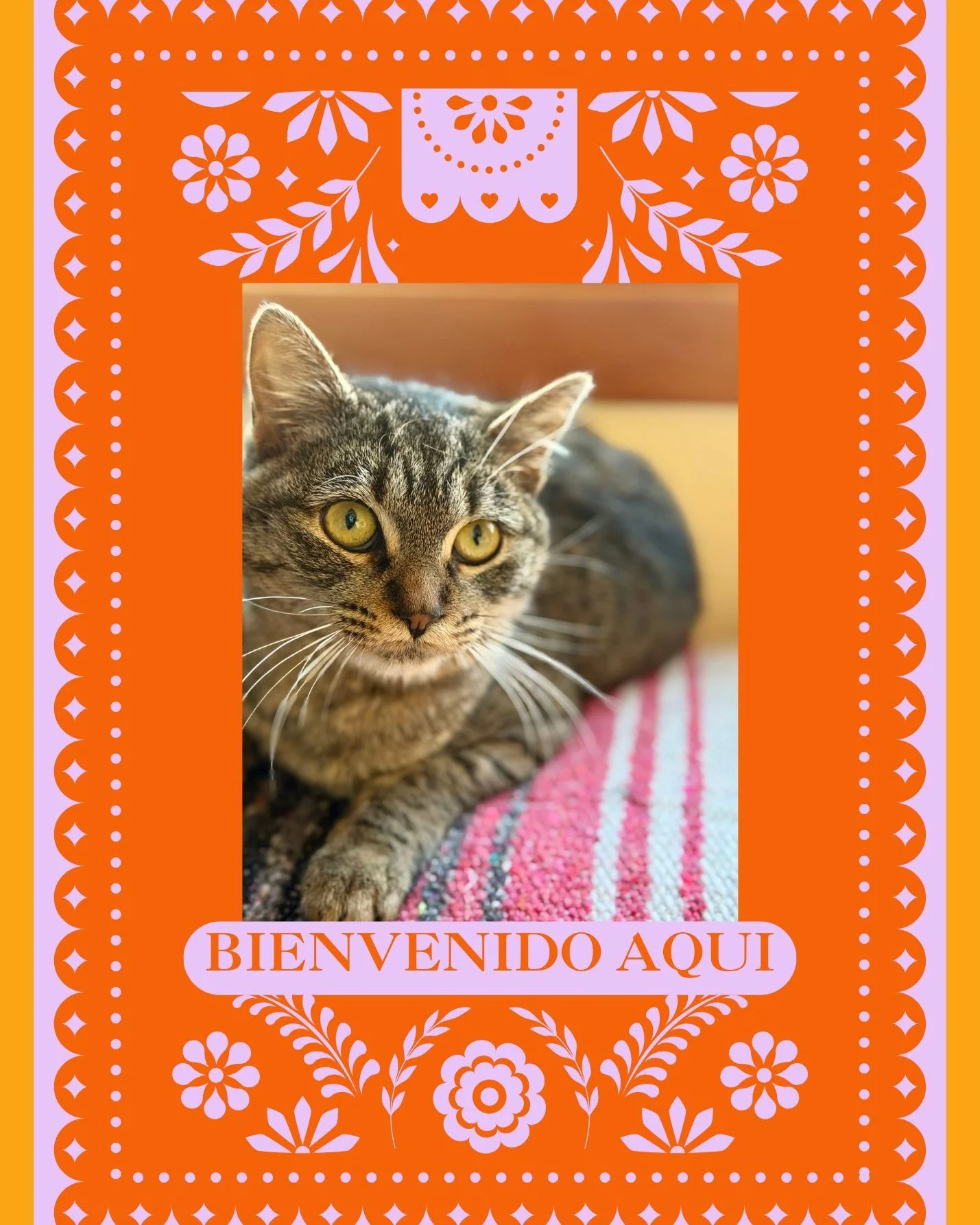 Known for their vibrant atmosphere and tasty food, Aqui is a popular spot for locals to enjoy. Not typically on the menu? Scared kitties on the patio! Fortunately for this little beauty, the kindness of strangers proved to be the special that day and