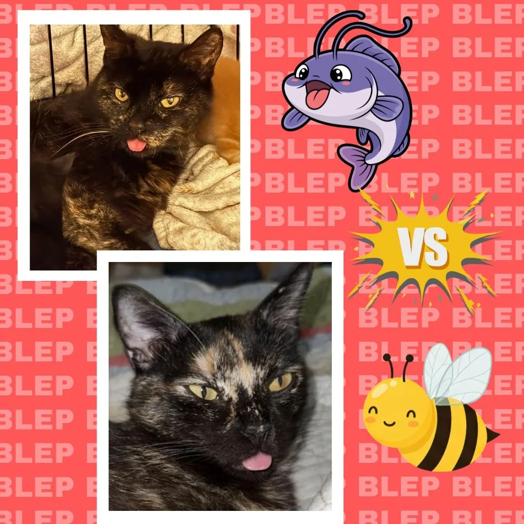 BATTLE OF THE BLEP! 

In this corner we have Mama Catfish, a 2.5 year old beauty with nothing but love in her heart and cozy on her calendar. In this corner we have Mama Bumblebee, a 1.5 year old little cutie who is a social butterfly and yoga master